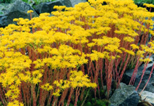 Sedum ochroleucum